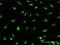 PWP2 Small Subunit Processome Component antibody, H00005822-D01P, Novus Biologicals, Immunofluorescence image 