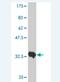 Jagged Canonical Notch Ligand 1 antibody, H00000182-M01A, Novus Biologicals, Western Blot image 