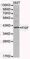 Vascular Endothelial Growth Factor D antibody, abx001107, Abbexa, Western Blot image 