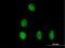 Debranching RNA Lariats 1 antibody, H00051163-B01P, Novus Biologicals, Immunofluorescence image 