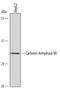 Carbonic Anhydrase 5A antibody, AF3049, R&D Systems, Western Blot image 