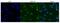 Cleavage And Polyadenylation Specific Factor 6 antibody, GTX47333, GeneTex, Immunocytochemistry image 