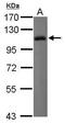 Leukocyte Immunoglobulin Like Receptor B1 antibody, PA5-29567, Invitrogen Antibodies, Western Blot image 