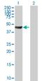 Actin Related Protein 10 antibody, H00055860-B01P, Novus Biologicals, Western Blot image 