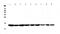 Cytochrome c, somatic antibody, A03529, Boster Biological Technology, Western Blot image 