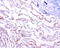 Adiponectin, C1Q And Collagen Domain Containing antibody, LS-C796755, Lifespan Biosciences, Immunohistochemistry paraffin image 