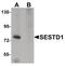 SEC14 And Spectrin Domain Containing 1 antibody, PA5-21009, Invitrogen Antibodies, Western Blot image 