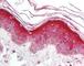 MYD88 Innate Immune Signal Transduction Adaptor antibody, 49-221, ProSci, Immunohistochemistry frozen image 