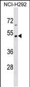 Tektin-2 antibody, PA5-49186, Invitrogen Antibodies, Western Blot image 