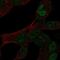  antibody, NBP2-58823, Novus Biologicals, Immunofluorescence image 