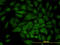 Gap Junction Protein Beta 3 antibody, LS-C197300, Lifespan Biosciences, Immunofluorescence image 