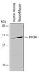 Beta-1,4-Glucuronyltransferase 1 antibody, PA5-47860, Invitrogen Antibodies, Western Blot image 