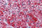 SH3 Domain Binding Protein 5 antibody, MBS245807, MyBioSource, Immunohistochemistry frozen image 