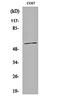 Cytochrome P450 Family 1 Subfamily A Member 1 antibody, orb160645, Biorbyt, Western Blot image 