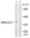 X-Ray Repair Cross Complementing 3 antibody, abx013256, Abbexa, Western Blot image 