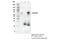 TOX High Mobility Group Box Family Member 2 antibody, 73758S, Cell Signaling Technology, Immunoprecipitation image 