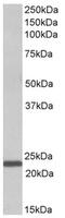 Interleukin 15 antibody, AP32152PU-N, Origene, Western Blot image 