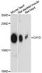 Caveolin 3 antibody, STJ114642, St John