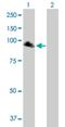 Neuronal PAS Domain Protein 2 antibody, H00004862-B01P, Novus Biologicals, Western Blot image 