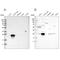 BCL2 Associated Athanogene 2 antibody, NBP2-47544, Novus Biologicals, Western Blot image 