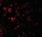 EF-Hand Domain Containing 1 antibody, orb373911, Biorbyt, Immunofluorescence image 