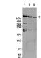 HECT, UBA And WWE Domain Containing E3 Ubiquitin Protein Ligase 1 antibody, ab70161, Abcam, Western Blot image 