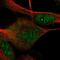 Dorsal Root Ganglia Homeobox antibody, PA5-60570, Invitrogen Antibodies, Immunofluorescence image 
