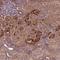 Cytokine Receptor Like Factor 1 antibody, NBP1-85605, Novus Biologicals, Immunohistochemistry paraffin image 