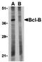 BCL2 Like 10 antibody, LS-B452, Lifespan Biosciences, Western Blot image 