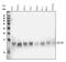 NADH:Ubiquinone Oxidoreductase Subunit AB1 antibody, M09620, Boster Biological Technology, Western Blot image 