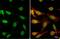 High Mobility Group Box 1 antibody, GTX127344, GeneTex, Immunocytochemistry image 