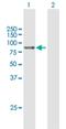 Glycerophosphocholine Phosphodiesterase 1 antibody, H00056261-B01P, Novus Biologicals, Western Blot image 