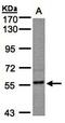 Regulator Of G Protein Signaling 14 antibody, orb73626, Biorbyt, Western Blot image 