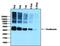 Ovalbumin antibody, PA1-196, Invitrogen Antibodies, Western Blot image 