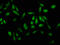 Kallikrein-1 antibody, LS-B13810, Lifespan Biosciences, Immunofluorescence image 