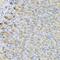 Lactate Dehydrogenase B antibody, GTX55689, GeneTex, Immunohistochemistry paraffin image 