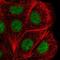 DEAH-Box Helicase 38 antibody, PA5-65307, Invitrogen Antibodies, Immunofluorescence image 