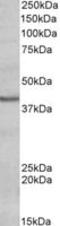 POU Class 4 Homeobox 3 antibody, MBS422471, MyBioSource, Western Blot image 