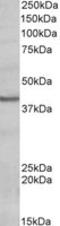 POU Class 4 Homeobox 3 antibody, MBS422471, MyBioSource, Western Blot image 