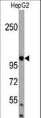 Autophagy And Beclin 1 Regulator 1 antibody, LS-C156304, Lifespan Biosciences, Western Blot image 