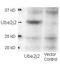 Delta Like Canonical Notch Ligand 4 antibody, orb345481, Biorbyt, Western Blot image 