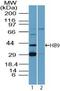 Motor Neuron And Pancreas Homeobox 1 antibody, PA5-23407, Invitrogen Antibodies, Western Blot image 