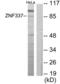 Zinc Finger Protein 337 antibody, LS-C119344, Lifespan Biosciences, Western Blot image 