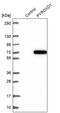 Pyridine Nucleotide-Disulphide Oxidoreductase Domain 1 antibody, PA5-58341, Invitrogen Antibodies, Western Blot image 