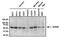 Heat Shock Protein Family D (Hsp60) Member 1 antibody, GTX25479, GeneTex, Western Blot image 