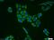 Glutaminyl-TRNA Synthetase antibody, 12645-1-AP, Proteintech Group, Immunofluorescence image 