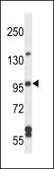 Rho Guanine Nucleotide Exchange Factor 26 antibody, 56-989, ProSci, Western Blot image 