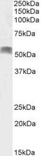 Aristaless Related Homeobox antibody, NBP2-75093, Novus Biologicals, Western Blot image 