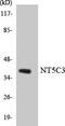 5'-Nucleotidase, Cytosolic IIIA antibody, LS-C200288, Lifespan Biosciences, Western Blot image 