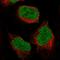 PCNA antibody, HPA030522, Atlas Antibodies, Immunofluorescence image 